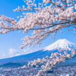 桜の夢 夢占い 意味